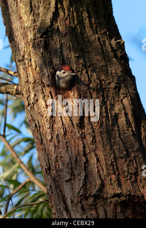 Großen Spotted Woodpecker (Dendrocopos großen) Küken warten auf die Erwachsenen mit Essen Stockfoto