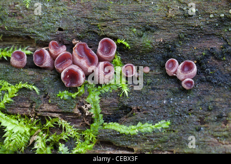 Junge Fruchtkörper einer Jellydisc Spezies. Wahrscheinlich lila Jellydisc. Stockfoto