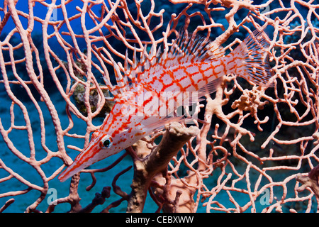 Eine Nahaufnahme von einer langen Nase Hawkfish auf ein Fan Korallen in 25m Tiefe auf dem Sinkers/Outside Hilton Riff, Nuweiba, Ägypten Stockfoto