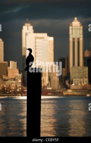 Ein Kormoran sitzt auf einer Anhäufung während des Sonnenuntergangs an der Elliott Bay in der Stadt Seattle, Washington, USA. Stockfoto