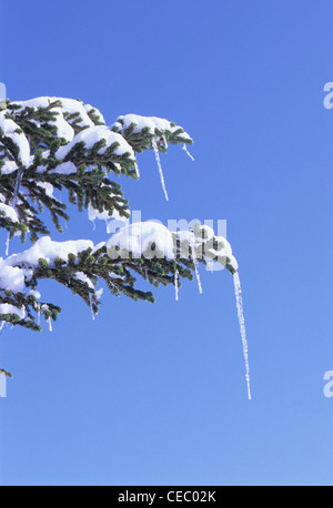 Schnee und Eiszapfen auf Fichte, Shiga Kogen, Präfektur Nagano, Japan Stockfoto