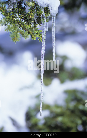 Schnee und Eiszapfen auf Fichte, Shiga Kogen, Präfektur Nagano, Japan Stockfoto