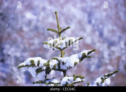 Schnee und Eiszapfen auf Fichte, Shiga Kogen, Präfektur Nagano, Japan Stockfoto