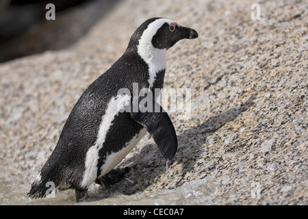 Der afrikanische Pinguin (Spheniscus demersus) klettert auf den Felsen. Boulder Beach Simon's Town, Südafrika. Stockfoto