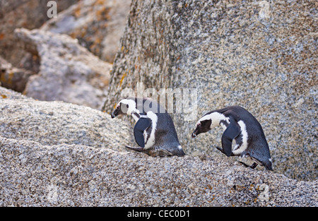 Afrikanische Pinguin (Spheniscus demersus) zwei Vögel klettern großen Felsen. Boulder Beach, Simon's Town, Südafrika Stockfoto