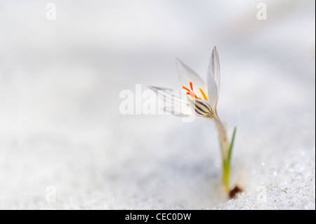 Krokusblüten im Schnee Stockfoto