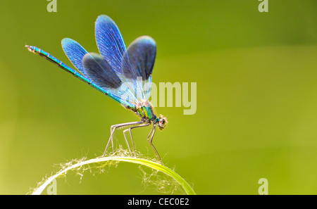 Blaue Libelle Stockfoto