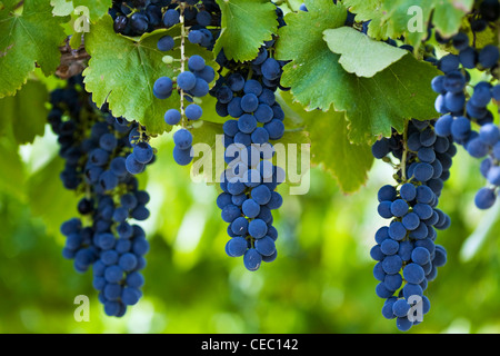 Shiraz-Trauben im Weinberg im Swan Valley, Perth, Western Australia, Australien Stockfoto