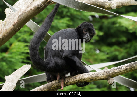 Schwarz-Klammeraffe (Ateles Paniscus) in einem Baum Stockfoto
