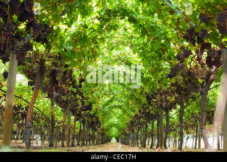Weinberg im Swan Valley, Western Australia, Australien Stockfoto