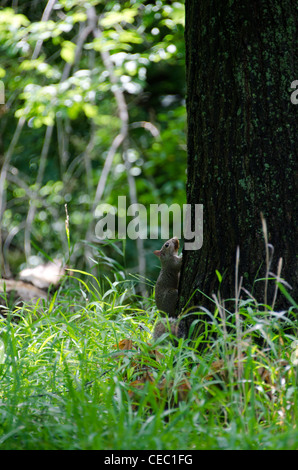 Eichhörnchen Kletterbaum in Dam Nr. 1 Woods Forest Preserve in Wheeling, Illinois an einem heißen, feuchten Tag im Juli. Stockfoto