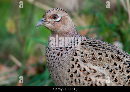 Weibliche GEMEINSAME FASAN (Phasianus colchicus) Stockfoto