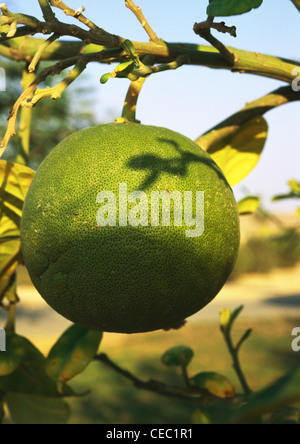 Grapefruit auf Grapefruit-Baum hängen Nahaufnahme Stockfoto