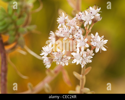 Dicken rotblättrige Fetthenne, Sedum Dasyphyllum, horizontale Portrait von blühenden Pflanzen. Stockfoto