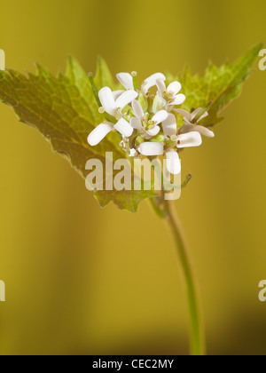 Knoblauch, Senf, Alliaria Petiolata, vertikale Porträt weiße Blüten mit schön konzentrieren Hintergrund.