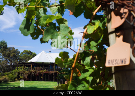 Vasse Felix Weinkellerei in Wilyabrup. Margaret River, Western Australia, Australien Stockfoto