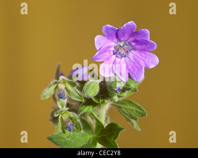 Storchschnabel, Geranium Molle, horizontale Porträt von lila Blüten mit schönen Out-of-Fokus-Hintergrund. Stockfoto