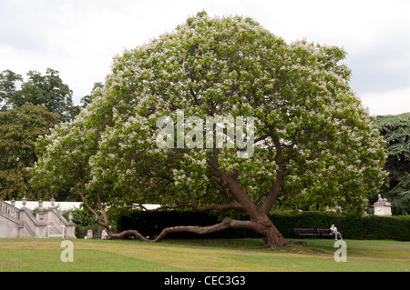 Unter einem blühenden Baum angelegten Gärten entspannen Stockfoto