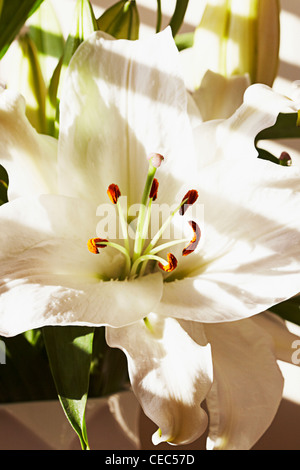 weiße Lilie (Lilium Candidum Madonna Lilie) Stockfoto