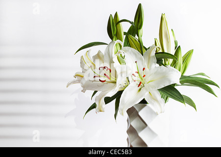 weiße Lilie (Lilium Candidum Madonna Lilie) Stockfoto