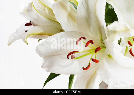 weiße Lilie (Lilium Candidum Madonna Lilie) Stockfoto