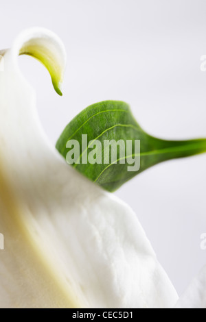 Abstrakt Nahaufnahme von weiße Lilie (Lilium Candidum Madonna Lilie) Stockfoto