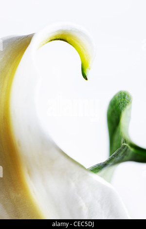 Abstrakt Nahaufnahme von weiße Lilie (Lilium Candidum Madonna Lilie) Stockfoto