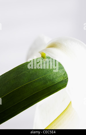 Abstrakt Nahaufnahme von weiße Lilie (Lilium Candidum Madonna Lilie) Stockfoto