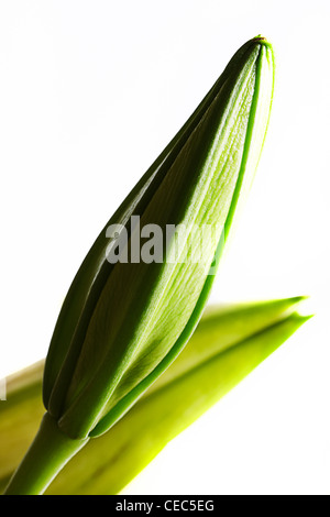 Abstrakt Nahaufnahme von weiße Lilie (Lilium Candidum Madonna Lilie) Stockfoto