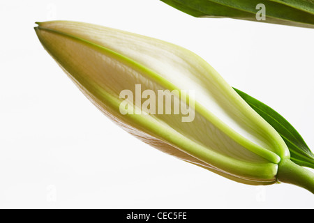 Abstrakt Nahaufnahme von weiße Lilie (Lilium Candidum Madonna Lilie) Stockfoto