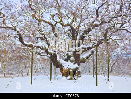 die große Eiche in den frischen Schnee Sherwood Forest Land Park Edwinstowe Nottinghamshire England uk gb EU-Europa Stockfoto