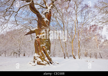 Gnarled Oak Tree im Neuschnee Sherwood Forest Country Park Edwinstowe Nottinghamshire England GB Europe Stockfoto