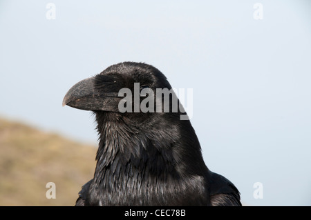 Gemeinsamen Raben sind unter den Tieren sehr intelligenten und sehr neugierigen.   Kolkraben Sind Sehr intelligent Und Neugierig. Stockfoto