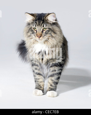 Tabby norwegische Waldkatze Kätzchen in leichten grauen Rücken Stockfoto