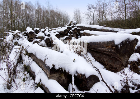 Schneiden Sie Protokolle im Wald Brennholz Holz Forstwirtschaft Stockfoto