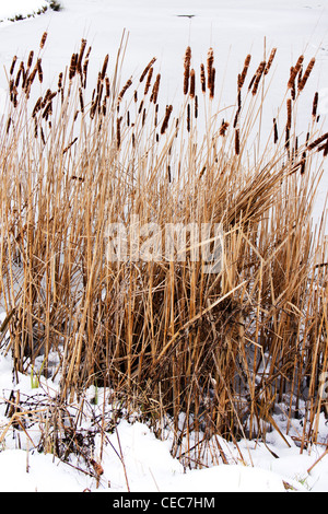 Eine schneebedeckte Landschaft im ländlichen Raum in der Landschaft Stockfoto