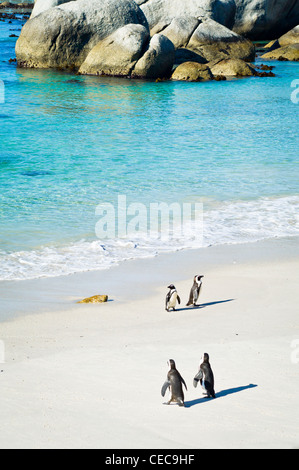 Pinguine zu Fuß am Strand, Porträt Stockfoto