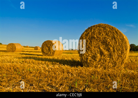 Straw bales in newly Harvested field near Swarkstone Derbyshire England UK GB EU Europe Stockfoto
