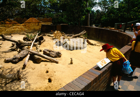 Sydney NSW Australia Taronga Zoo Erdmännchen Gehäuse Schule Mädchen beobachten Erdmännchen Stockfoto