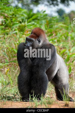 Silberrücken - Männchen eines Gorillas. Westlicher Flachlandgorilla. Stockfoto