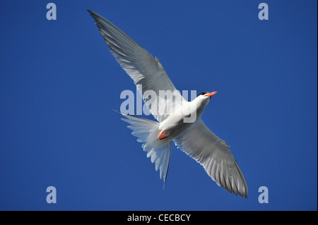 Seeschwalbe (Sterna Hirundo) im Flug. Stockfoto