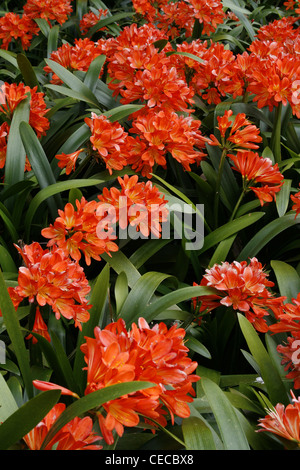 Azoren San Miguel Island Portugal Furnas Terra Nostra Park Gardens Stockfoto