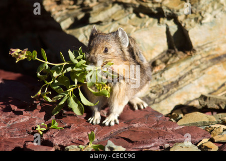 Ein Pika sammeln Futter in einem Rockpile am Logan Pass im Glacier National Park, Montana, USA Stockfoto