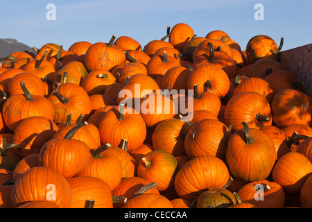 Wagon Laod Reife Kürbisse in der Flathead-Tal in der Nähe von Kalispell, Montana, USA Stockfoto