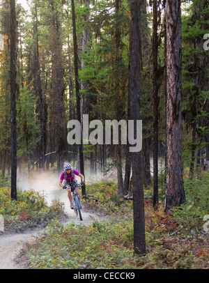 Courtney Feldt Mountainbikes auf staubigen Singletrails der Whitefish Trail in der Nähe von Whitefish, Montana, USA Herr Stockfoto