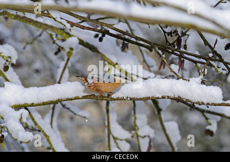 Ein Kleiber steh-plump Wald Vögelchen auf dem Schnee bedeckt Zweig. Stockfoto