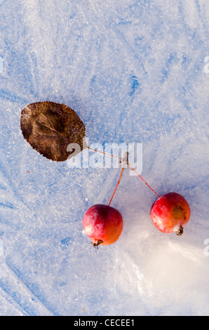 paar rote Äpfel und ein Blatt im Winter Eis gefroren Stockfoto