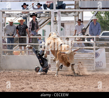 Socorro, New Mexico, USA. Wettbewerber aus seiner Halterung fallen, während die Bullenreiten Wettbewerb Stockfoto