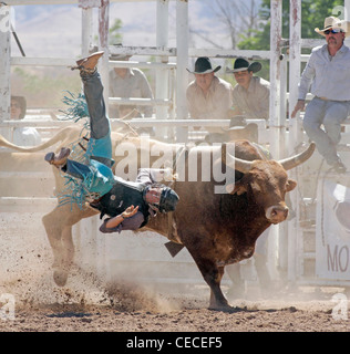 Socorro, New Mexico, USA. Wettbewerber aus seiner Halterung fallen, während die Bullenreiten Wettbewerb Stockfoto