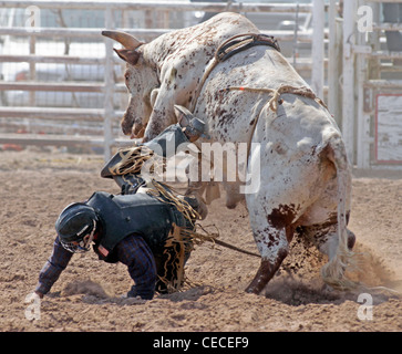 Socorro, New Mexico, USA. Wettbewerber aus seiner Halterung fallen, während die Bullenreiten Wettbewerb Stockfoto